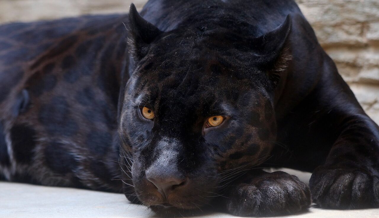 Black Panther Natural Selection