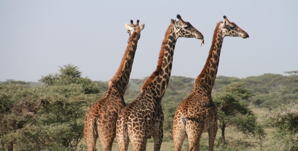 Giraffes - Lamarck's theory of evolution