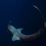 shark sharks galapagos