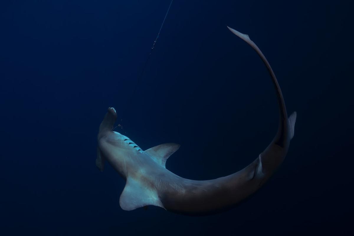 shark sharks galapagos